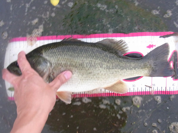 バス釣り 琵琶湖