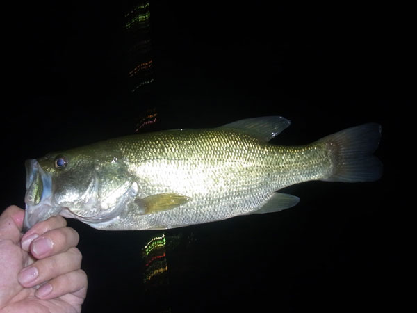 バス釣り 琵琶湖