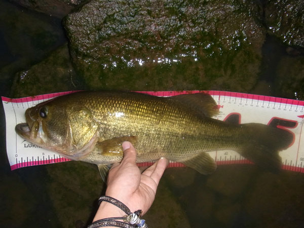 バス釣り 琵琶湖