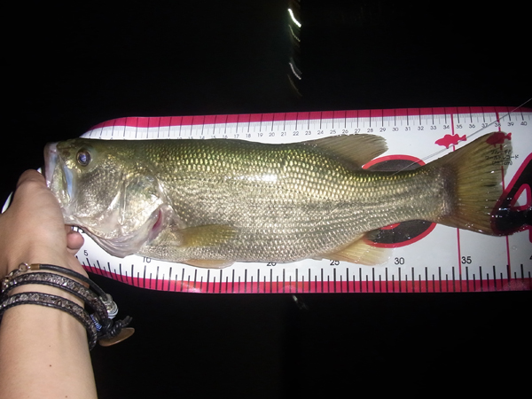 バス釣り 琵琶湖