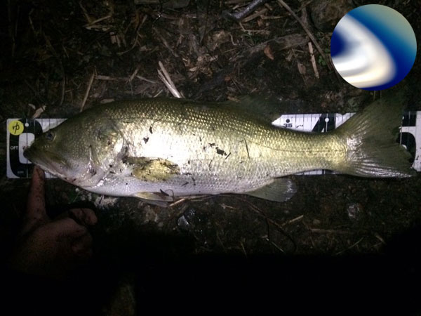 バス釣り 琵琶湖