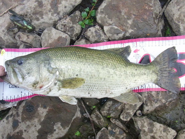 バス釣り 琵琶湖