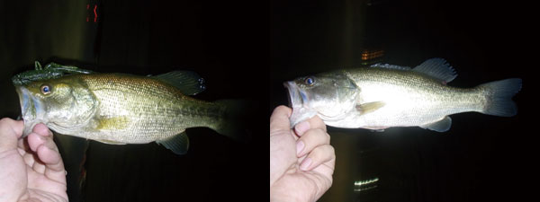 バス釣り 琵琶湖