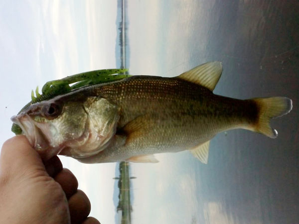 バス釣り 琵琶湖