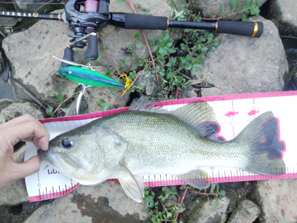 バス釣り 琵琶湖