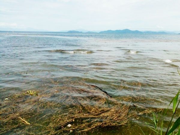 バス釣り 琵琶湖