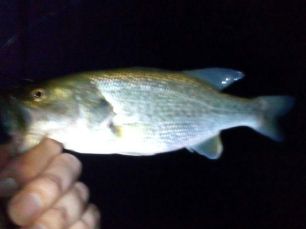 バス釣り 琵琶湖