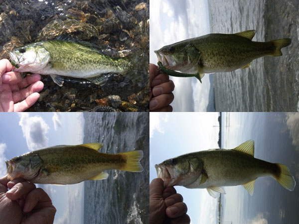 バス釣り 琵琶湖