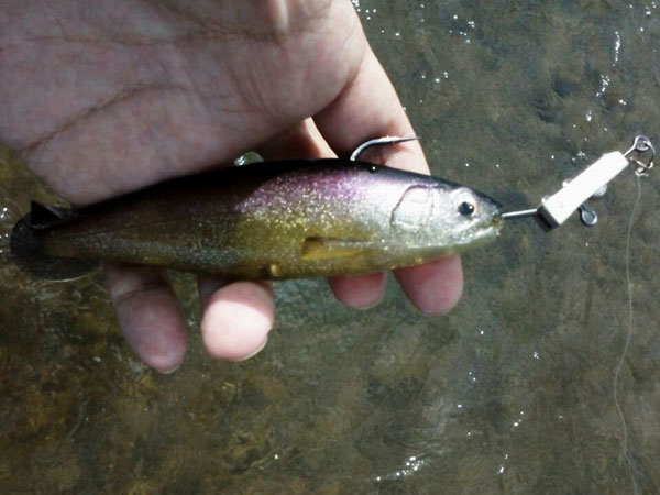 バス釣り 琵琶湖