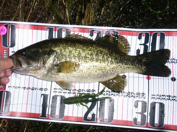 バス釣り 琵琶湖