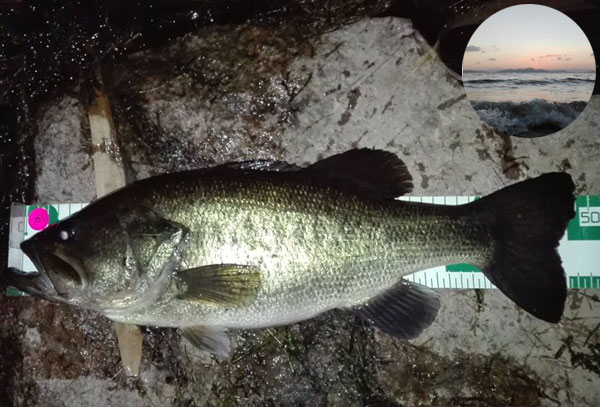 バス釣り 琵琶湖