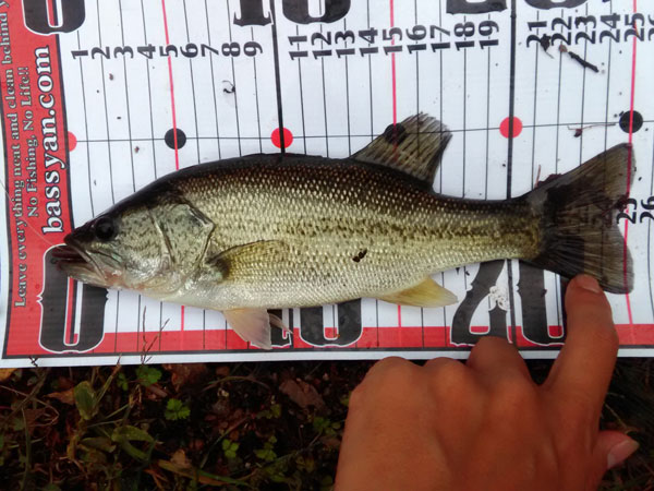 バス釣り 琵琶湖