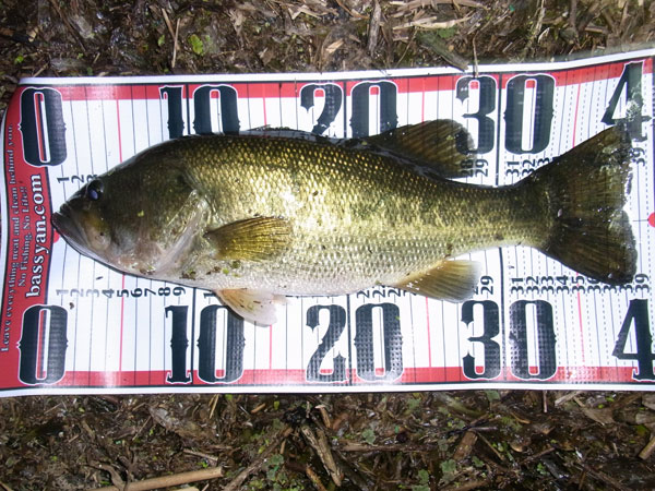 バス釣り 琵琶湖