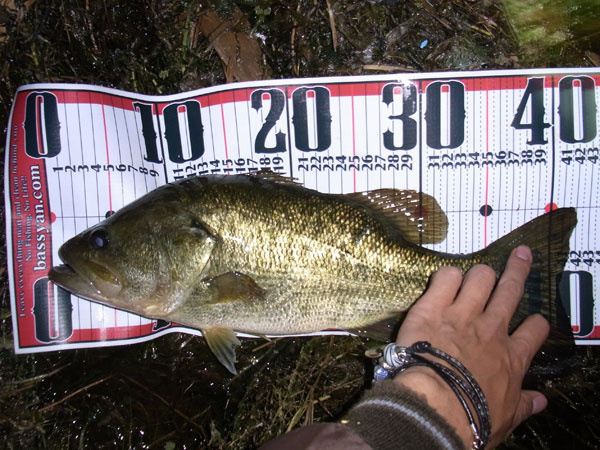 バス釣り 琵琶湖