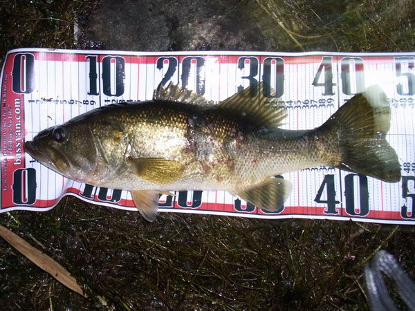 バス釣り 琵琶湖