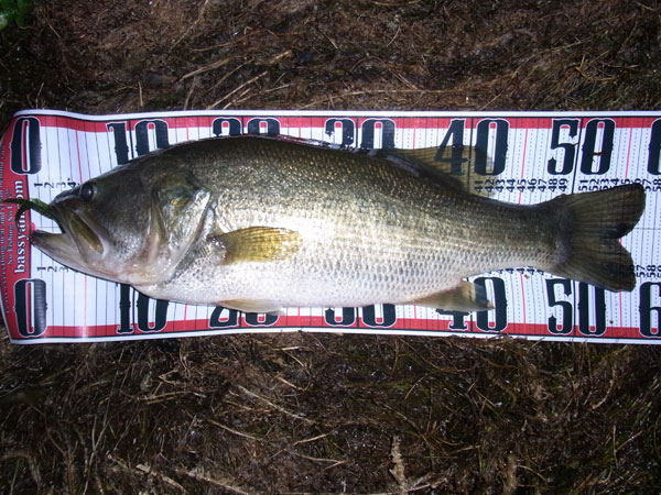 バス釣り 琵琶湖