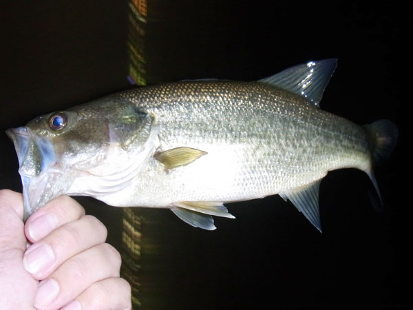 バス釣り 琵琶湖