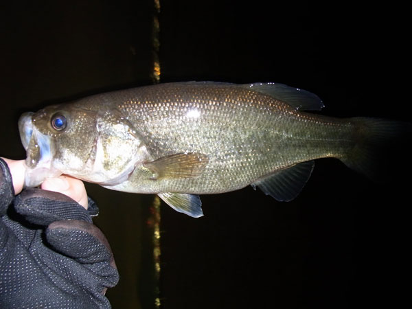 バス釣り 琵琶湖