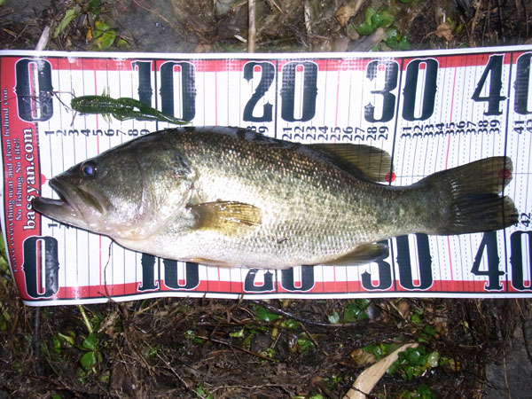 バス釣り 琵琶湖