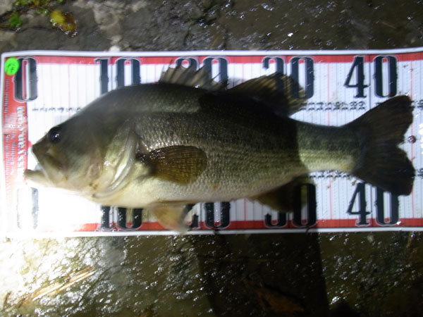 バス釣り 琵琶湖