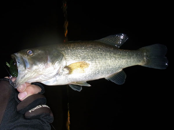 バス釣り 琵琶湖