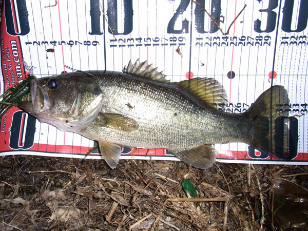 バス釣り 琵琶湖