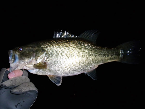 バス釣り 琵琶湖