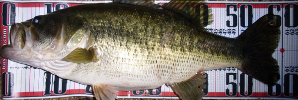 バス釣り 琵琶湖