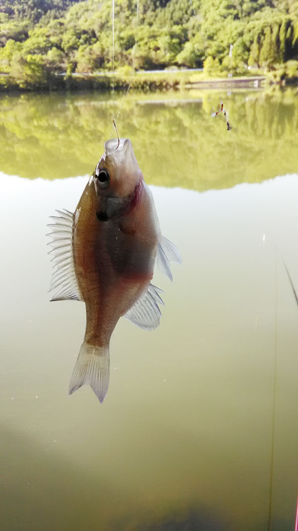 ヘラブナ釣り 青野ダム