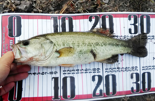 バス釣り 琵琶湖