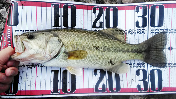 バス釣り 琵琶湖