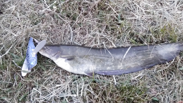 バス釣り 琵琶湖