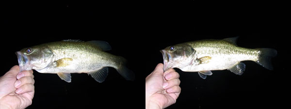 バス釣り 琵琶湖