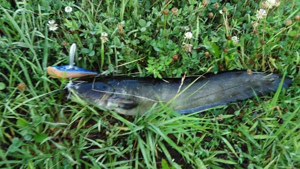 バス釣り 琵琶湖