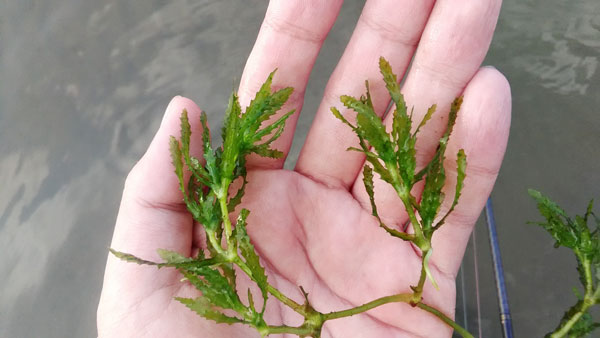 バス釣り 琵琶湖