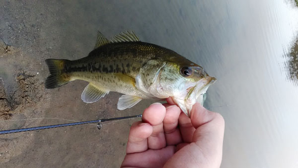 バス釣り 日吉ダム