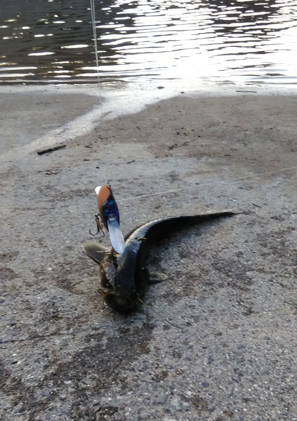 バス釣り 日吉ダム