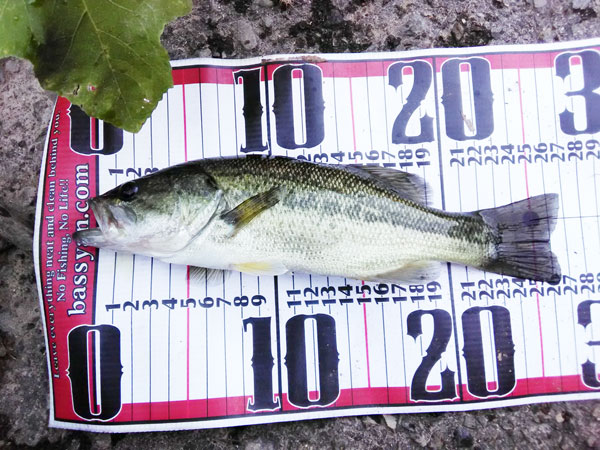 バス釣り 琵琶湖