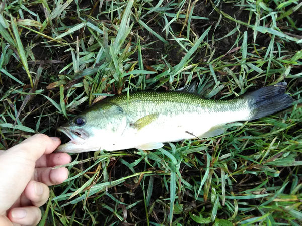 バス釣り 琵琶湖