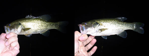 バス釣り 琵琶湖