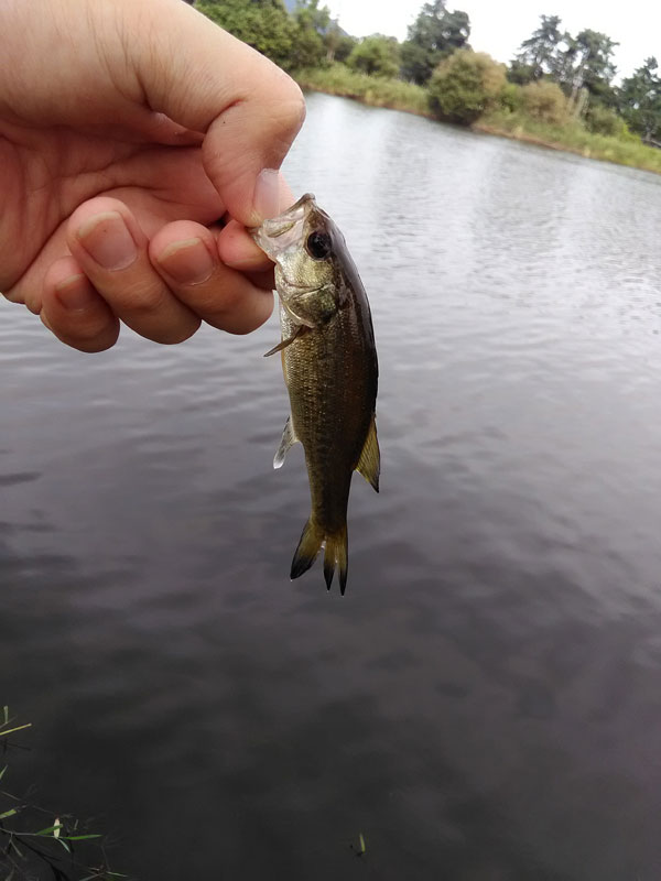 バス釣り 琵琶湖