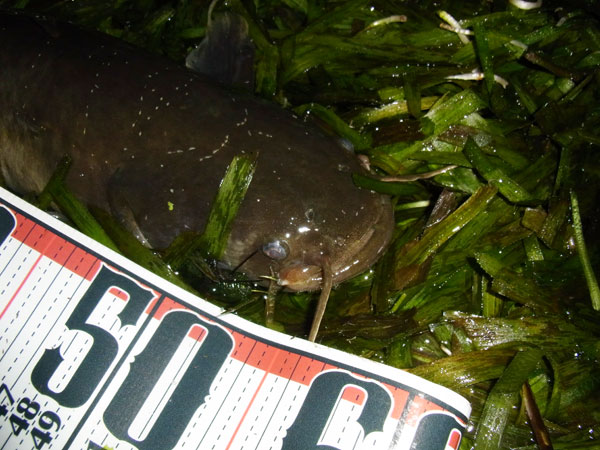 バス釣り 琵琶湖