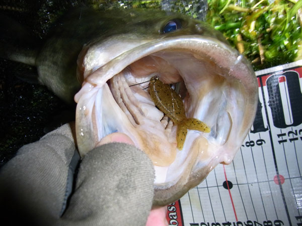 バス釣り 琵琶湖