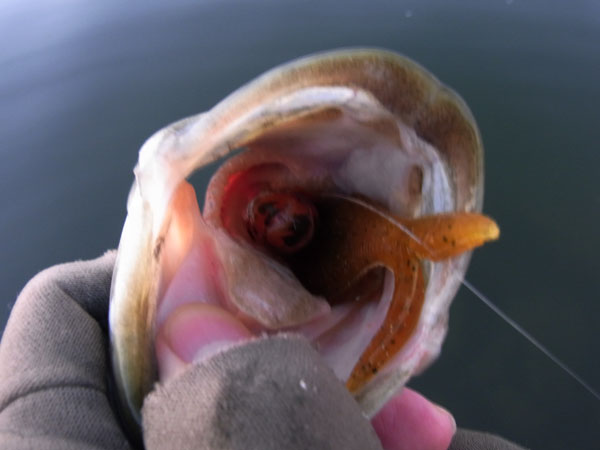 バス釣り 琵琶湖