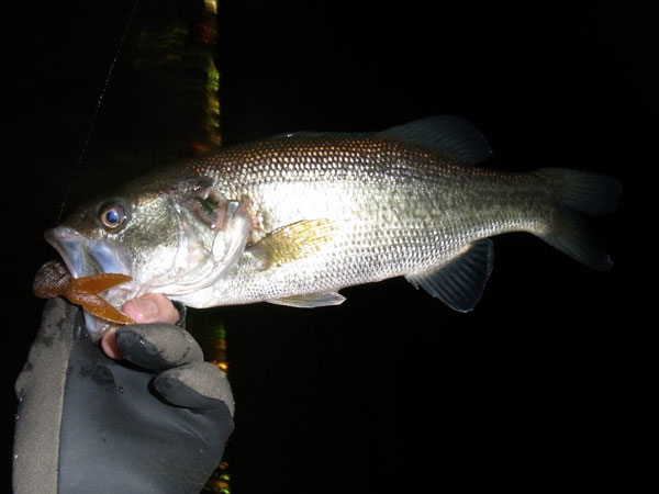 バス釣り 琵琶湖