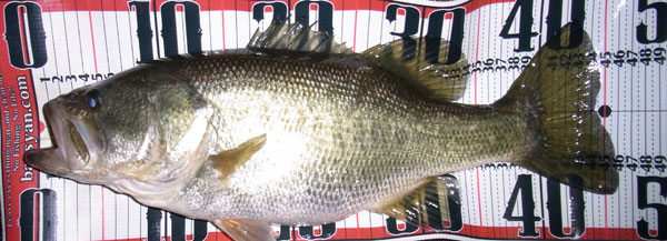 バス釣り 琵琶湖