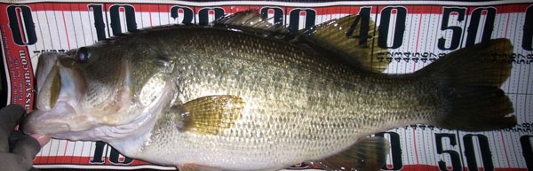 バス釣り 琵琶湖