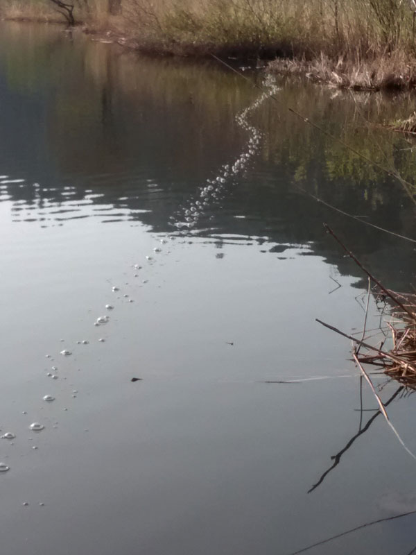 バス釣り 琵琶湖