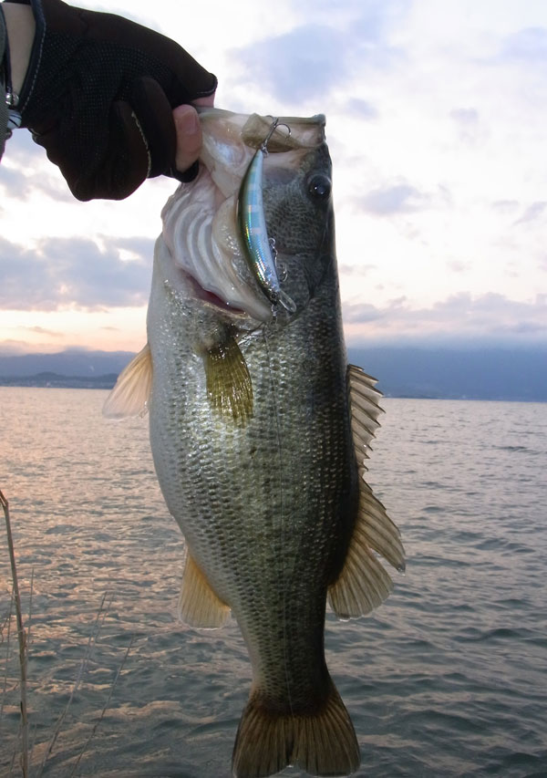 バス釣り 琵琶湖