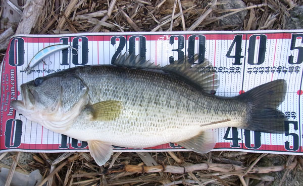 バス釣り 琵琶湖